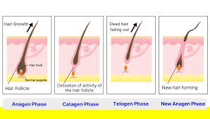 Avoid excessive and harsh brushing of hair as it can cause. Hair Growth Cycle Explanation Easy To Understand