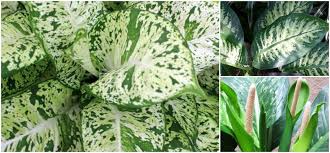 Diefembaquia Cuidados Cultivo Y Multiplicacion Del Dieffenbachia Cuidado De Plantas Plantas Jardineria