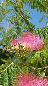 Albizia Julibrissin Ombrella Tree Or Silk Tree Ombrella Uk Organic Gardening Tips Julibrissin Plants Uk