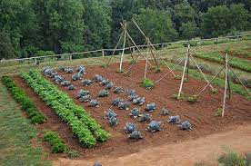 There's an old saying in france, when in a hole hugelkultur gardening method. Preparing A Vegetable Plot Pioneer Thinking