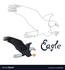 Try them out in our ink+volt coloring book! Birds Of Prey Coloring Book Mimbarschool Com Ng