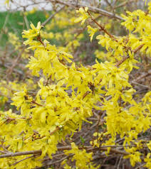 Forsythia The Harbinger Of Spring Forsythia Yellow Blossom Black Walnut Tree