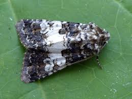 Image result for Hadena compta