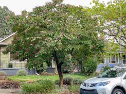 Image result for Clerodendrum melanocrater