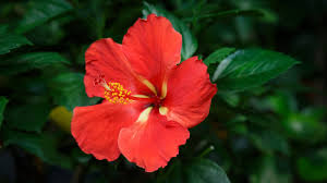 Image result for Hibiscus Red 2015 Vito