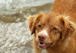 rossi nova scotia duck tolling retriever nova scotia duck tolling retriever nova scotia duck tolling dog cat
