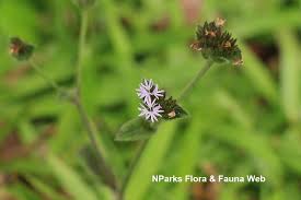 Image result for Elephantopus scaber