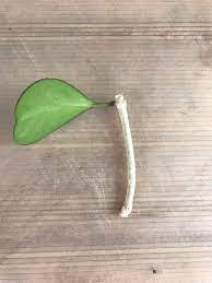 You can also start a hoya plant in a glass of water. Hoya Kerrii Botanical Adventures