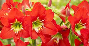 Learn how to say it with flowers. Did You Know These Flowers Carry Special Meaning Plant Talk Nurserylive Wikipedia