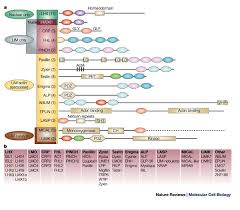 Đã tham gia 31 th01, 2011. The Lim Domain From The Cytoskeleton To The Nucleus Nature Reviews Molecular Cell Biology