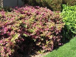 Ruby was the standard small shrub utilized in landscaping for years. Loropetalum Razzleberry 99 99 Don T Like Plants Backyard Landscape
