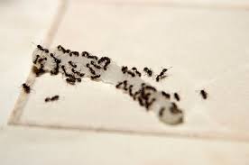 Ants are scavenger pests that are capable of consuming almost any human food, including meats, butters, and other protein. Getting Rid Of Ants In The Kitchen Thriftyfun