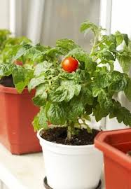 Her cins domates saksıda yetiştirilebilir. Balkon Uzerindeki Domatesler Balkonda Domates Yetistirmek Balkonda Domates Cesitleri Ve Kurallarini Ogrenmek 2019 2020
