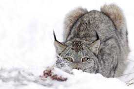 Libby Jo Kittelson new arrival