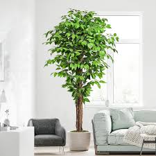 Image result for Ficus