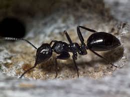 Image result for Anthericopsis