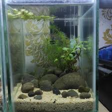 Aquarium mini ikan cupang susun acrylic akrilik lego block with led. Jual Aquascape Mini Ikan Kecil Ikan Cupang Kota Tangerang Selatan Lidysnacks Tokopedia