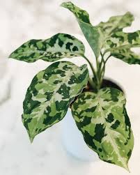 Aglaonema Pictum Tricolor Feuilles De Plantes Plante Verte Plantes De Decor De Maison
