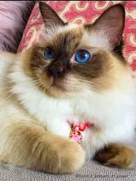 Chocolate Point Ragdoll Cat Cat Model Katara Princess Of Power Cat Facts Ragdoll Cat Ragdoll Cats For Sale