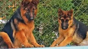 Me and my wife strive to provide the highest quality german shepherd puppies in the india. Coonoor Why German Shepherds Are Global Attraction