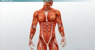 They are mainly made up of water (80%), but also contain proteins (17%), glycogen (1 the role of muscles in the human body. 50 Surprising Facts About Human Body Part 5 Fact Republic