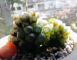 La drosera spatulata, planta carnívora de aspecto salvaje y colores llamativos, que te ayudará a mantener tu hogar libre de insectos. Rebecca Dart No Twitter I Showed Off My Ugliest Plants Now These Are My Prettiest Haworthia Springbokvlakensis Andromiscus Cooperi Drosera Spatulata And Haworthia Cooperi Truncata Outdoor Plants Are Looking Dusty Due To