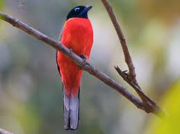 Image result for Tridactyle virgula