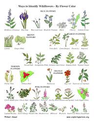 wildflower identification by color flower identification