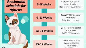 More vaccination options scheduling a second dose appointment individuals without access to the internet or who are unable to schedule their appointment online. Vaccination Schedule For Kittens
