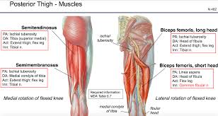 It could be due to soft tissue injury. Posterior Thigh Anatomy Anatomy Drawing Diagram