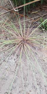 Image result for Bulbostylis hispidula