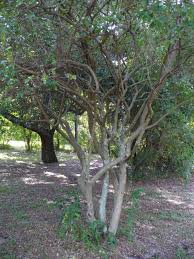 Image result for Priva curtisiae