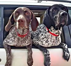 You won't find a purebred german shorthaired pointer in a pet store, but for a list of rescues, check out the national gsp rescue. German Shorthaired Pointer Puppies For Adoption Cheap Online