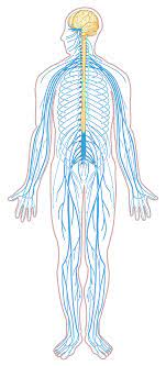 Here is a diagram that you can refer to, while you read about the human nervous system function and parts. File Nervous System Diagram Unlabeled Svg Nervous System Diagram Nervous System Nervous System Projects