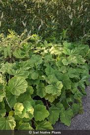 Image result for Habenaria villosa
