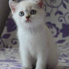 Smyrna Angels Cattery Safkan Scottish Straigth Yavrular World Cat Federation Wcf Secereli Dunya Kedi Irklari Dern World Cat Cats Cute Cats
