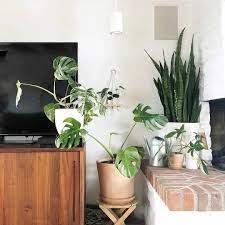 Variegated Monstera White Plants Plant Lighting Interior Design Inspiration