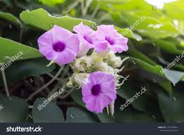 Image result for Argyreia