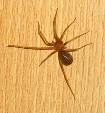 Lesión por mordedura de araña parda. Loxosceles Laeta Wikipedia La Enciclopedia Libre
