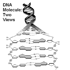 What you need to know about dna replication: 2