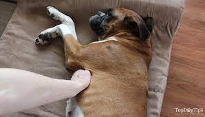 How to find dog's respiratory rate to measure their respiration, place. How To Check A Dog S Heart Rate With And Without A Stethoscope