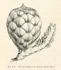 Image result for Raphia farinifera