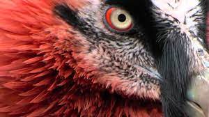 Search the world's information, including webpages, images, videos and more. Close Up Bartgeier Youtube