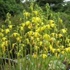Image result for Eulophia horsfallii