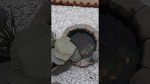 As soon as i clean the others, i will move 2018: My Mini 20 Gallon Pond Youtube