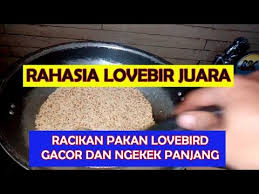 Untuk membuat lovebird konslet yang terpenting ada untulan atau pasangan, kemudian diberikan racikan pakan yang direndam dalam jamu tradisional. 3 Racikan Pakan Lovebird Konslet Ngekek Panjang Burung Id