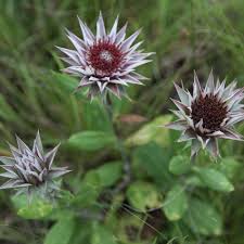 Image result for Macledium