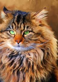 This price range is for buying maine coon that have been bred with ethical practices and quality standards in mind. Maine Coon Cat Greeting Card For Sale By Jai Johnson