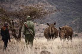 Explorer kenya provides safaris to lewa wildlife conservancy which is located in northern kenya. Top Experiences Kenya