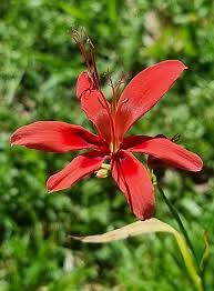 Image result for Freesia grandiflora